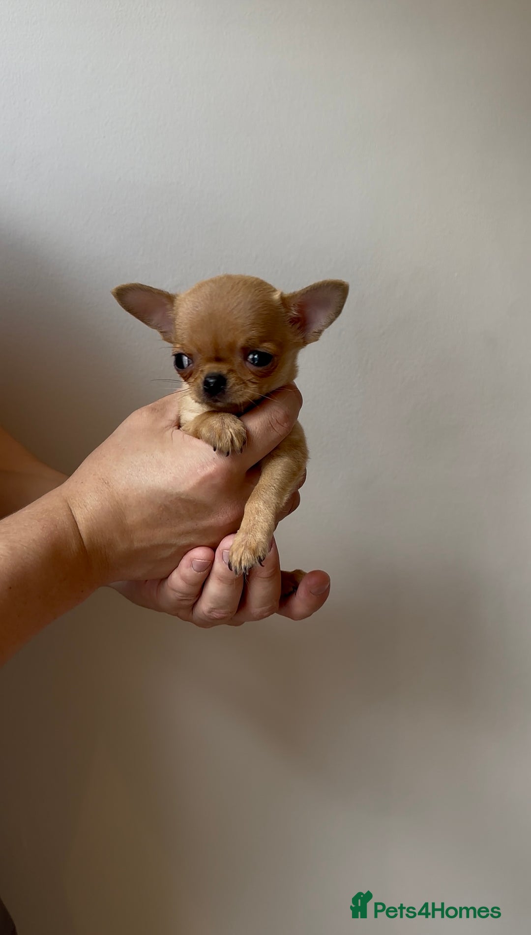 Chihuahua dogs for sale: ADORABLE SUPER TINY CHIHUAHUA PUPPIES - Image 3