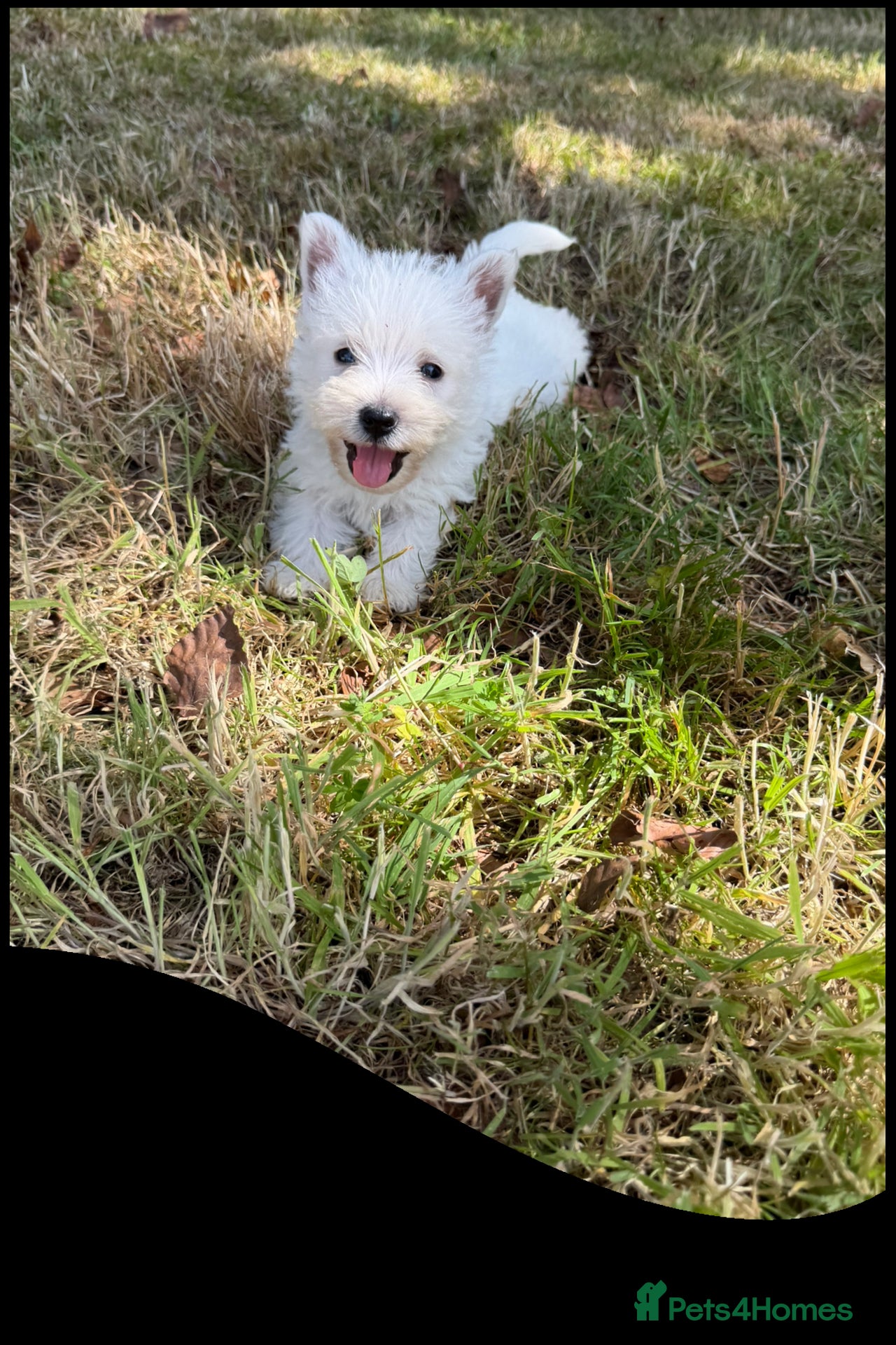 West Highland Terrier dogs West Highland Terrier Pups - Advert 2
