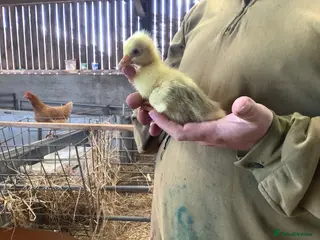Geese poultry Ebden goslings - Advert 1