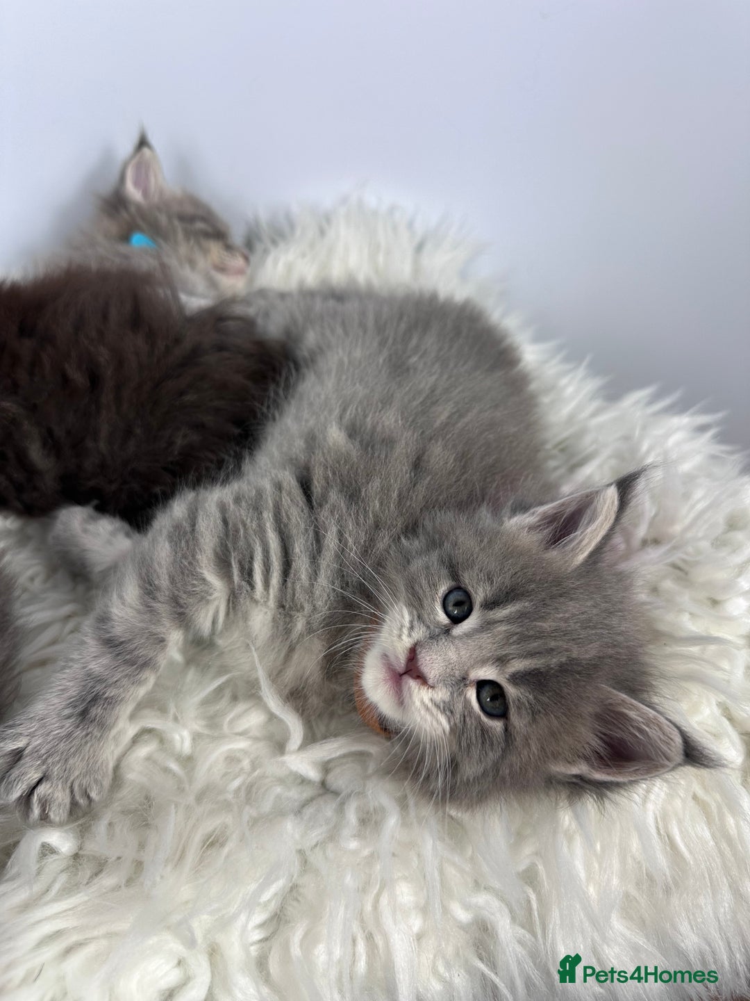 Maine Coon cats for sale: 6 Gorgeous Pure Breed Maine Coon Kittens - Advert 27