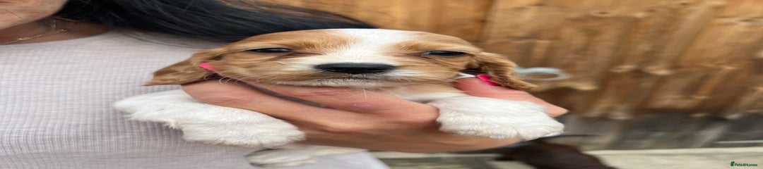 Cockalier Puppy 3