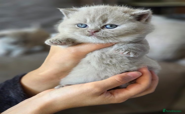 British Shorthair cats - Advert 13