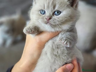 British Shorthair cats - Advert 11