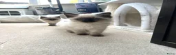Ragdoll cats for sale: Two Pure Ragdolls  - Advert 5
