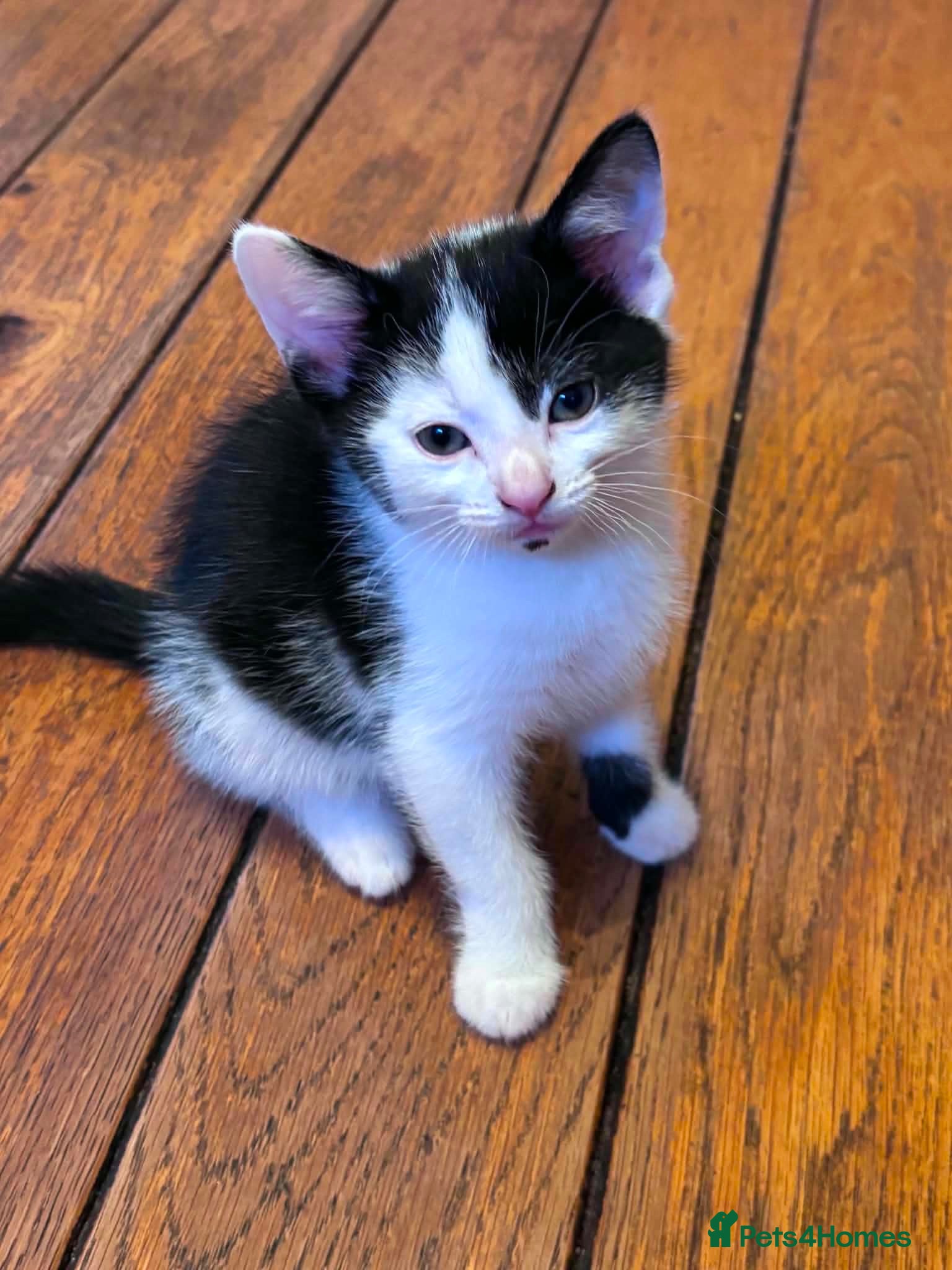 Domestic Shorthair cats Beautiful Male kitten for rehoming  - Advert 1