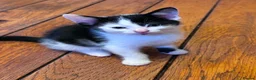 Domestic Shorthair cats for sale: Beautiful Male kitten for rehoming  - Advert 1