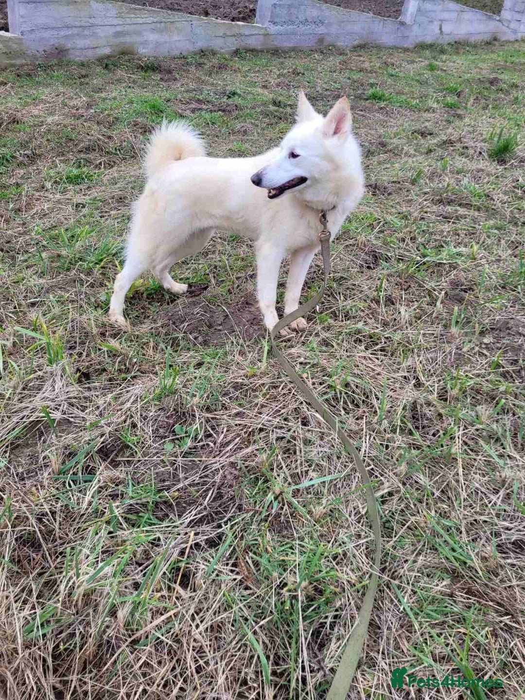 Mixed Breed dogs for adoption: 🐶💖 BARBIE 💖🐶 - Advert 5