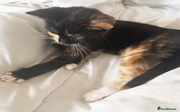 Mixed Breed cats for sale: Delightful mix-breed Siamese-black calico-kittens - Image 7