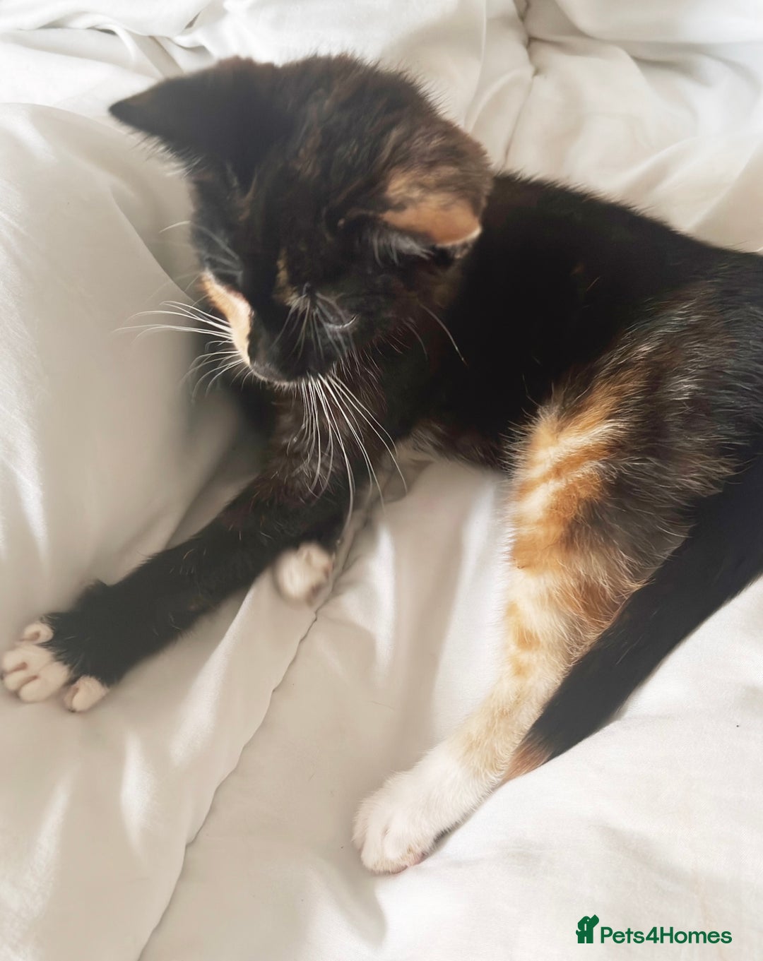 Mixed Breed cats for sale: Delightful mix-breed Siamese-black calico-kittens - Image 7