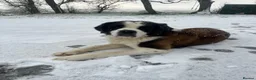 Saint Bernard dogs for stud: Pure breed stallion up for STUD  - Advert 6
