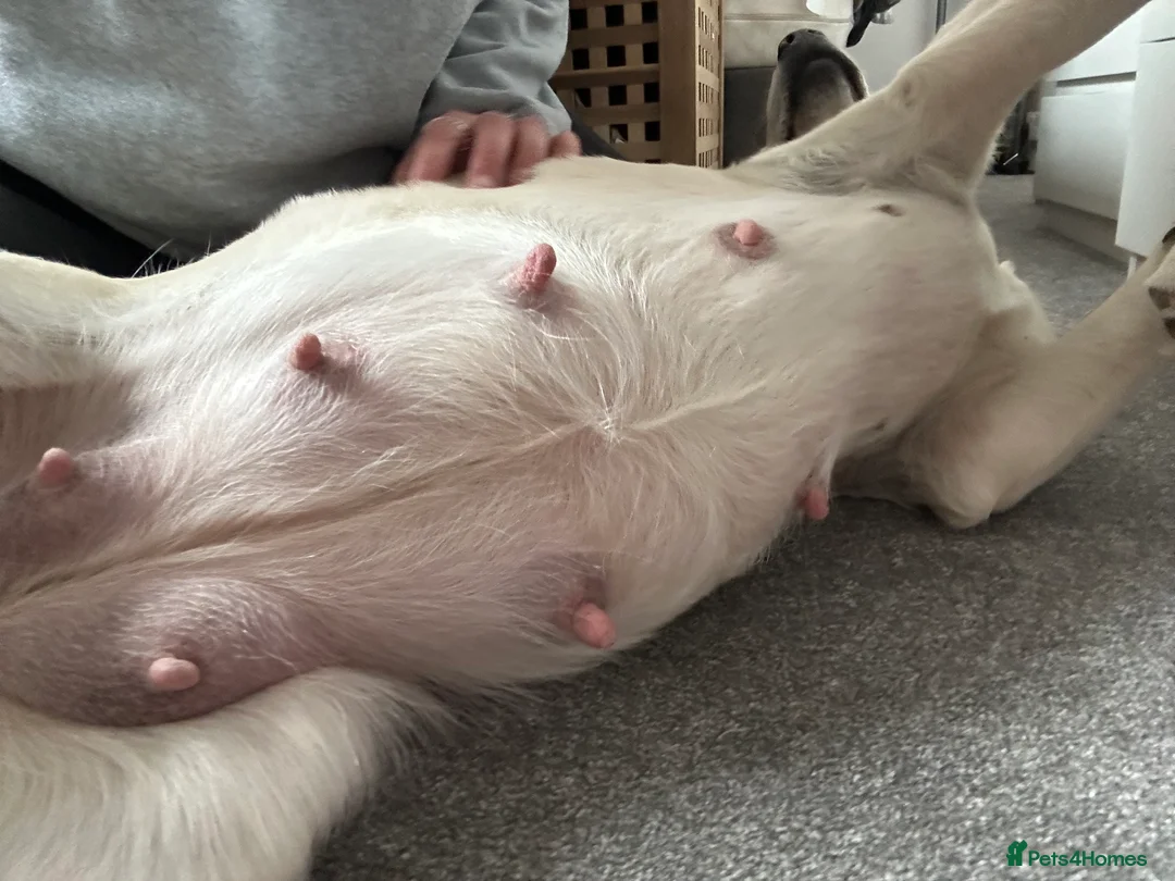 Goldador dogs for sale: Beautiful Goldador Pups  - Advert 19