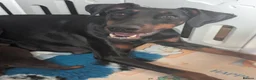 Dobermann dogs for sale: doberman puppies - ready this week 🐾 - Advert 7