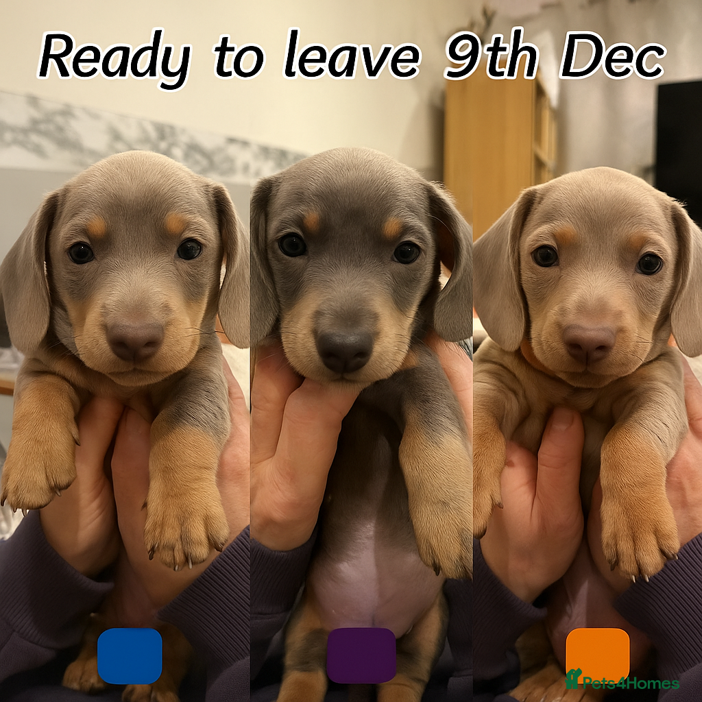 Dachshund dogs Health Tested Parents Dachshund Puppies   - Advert 6