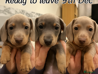 Dachshund dogs Health Tested Parents Dachshund Puppies - Advert 13