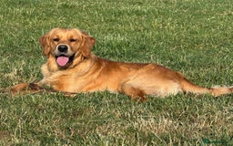 Golden Retriever dogs for stud: KC Health tested Working Golden Retriever Stud  - Image 7