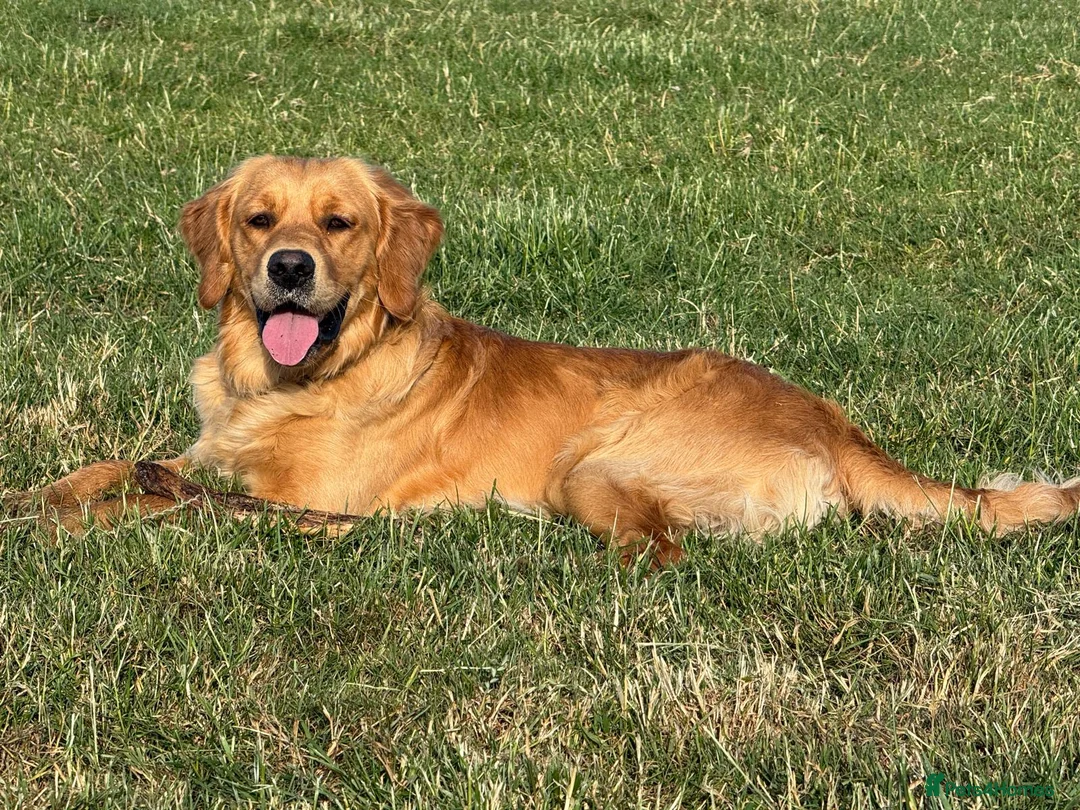 Golden Retriever dogs for stud: KC Health tested Working Golden Retriever Stud  - Advert 7