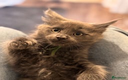 Maine Coon cats for sale: FINAL 3 REMAINING :TICA registered Mainecoons  - Image 8