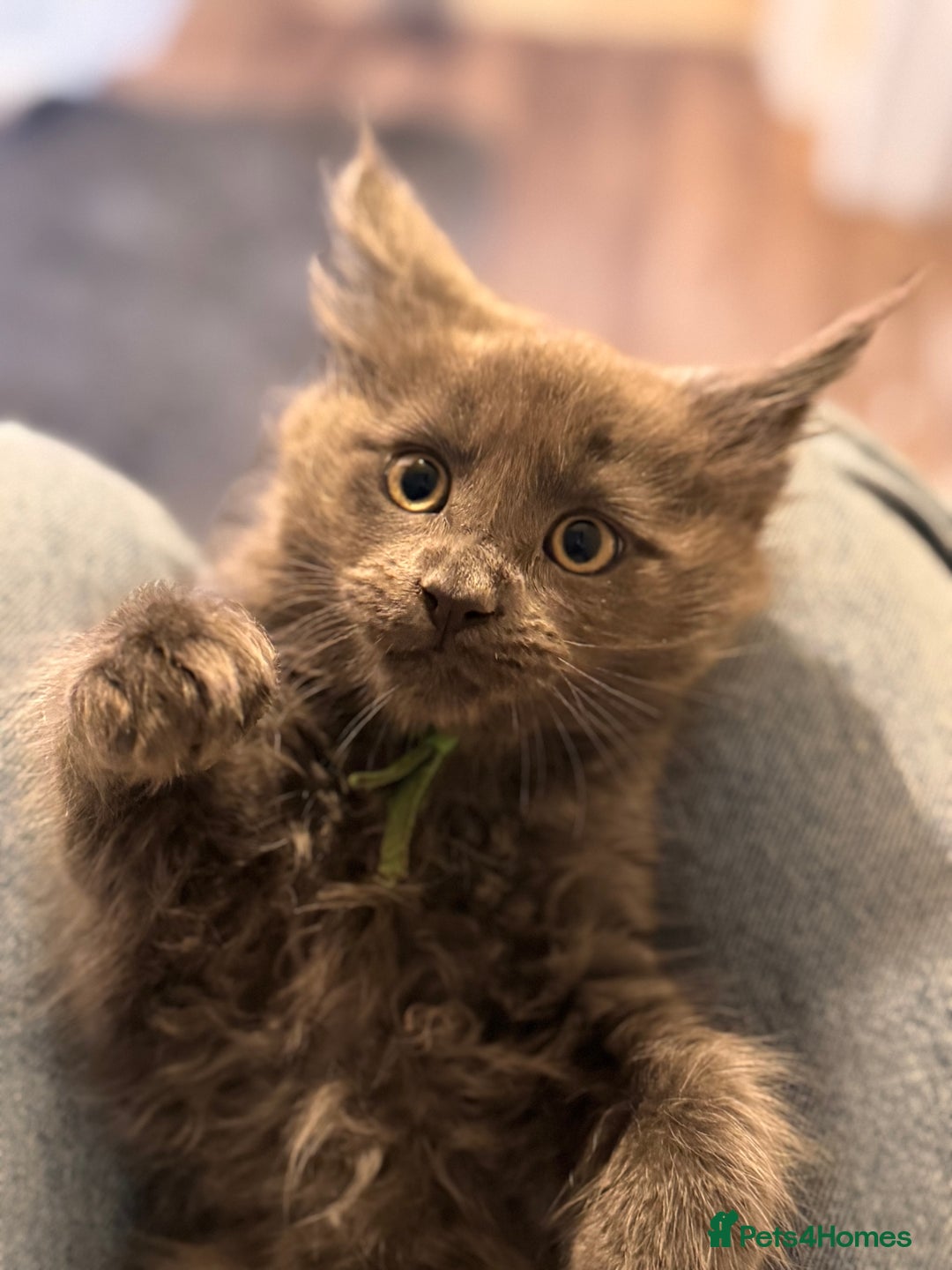 Maine Coon cats for sale: FINAL 3 REMAINING :TICA registered Mainecoons  - Image 8