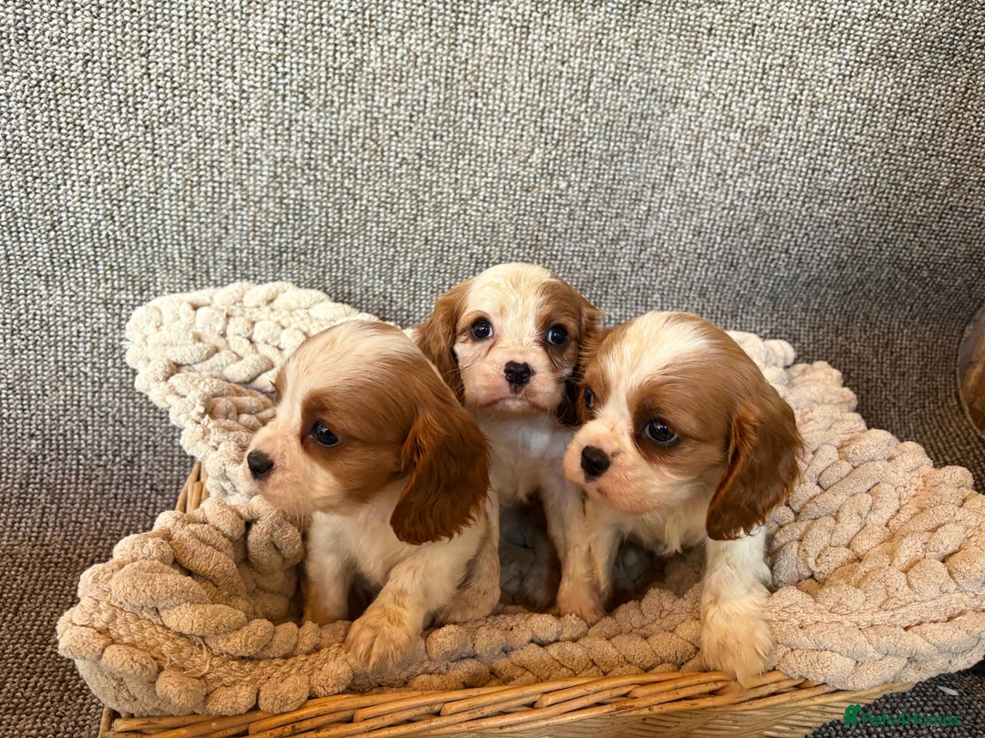 Cavalier King Charles Spaniel dogs for sale: Cavalier King Charles Puppys   - Advert 1