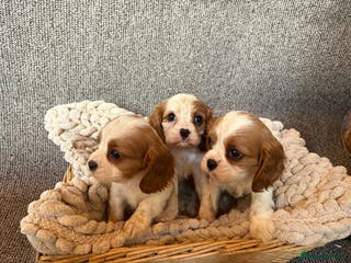 Cavalier King Charles Spaniel dogs Cavalier King Charles Puppys - Advert 6
