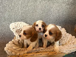 Cavalier King Charles Spaniel dogs Cavalier King Charles Puppys - Advert 5