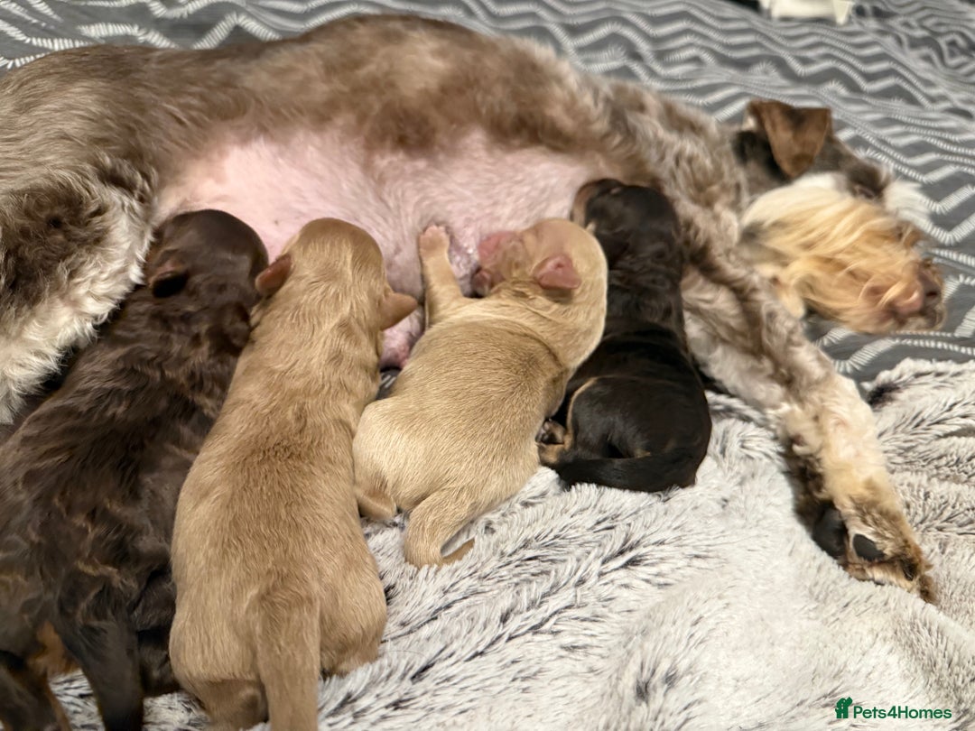 Mixed Breed dogs for sale: OUTSTANDING COLOURED TOY SCHNOODLES DNA CLEAR  - Advert 2