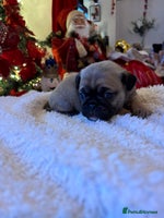 Pug dogs 6 Beautiful Pug puppies - Advert 2