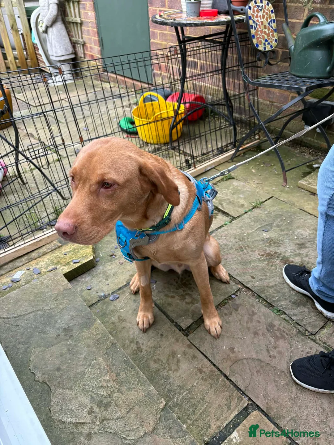 Labrador Retriever dogs for sale: Male Red Labrador 10 months  - Advert 2