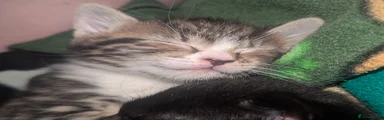 Stripe 