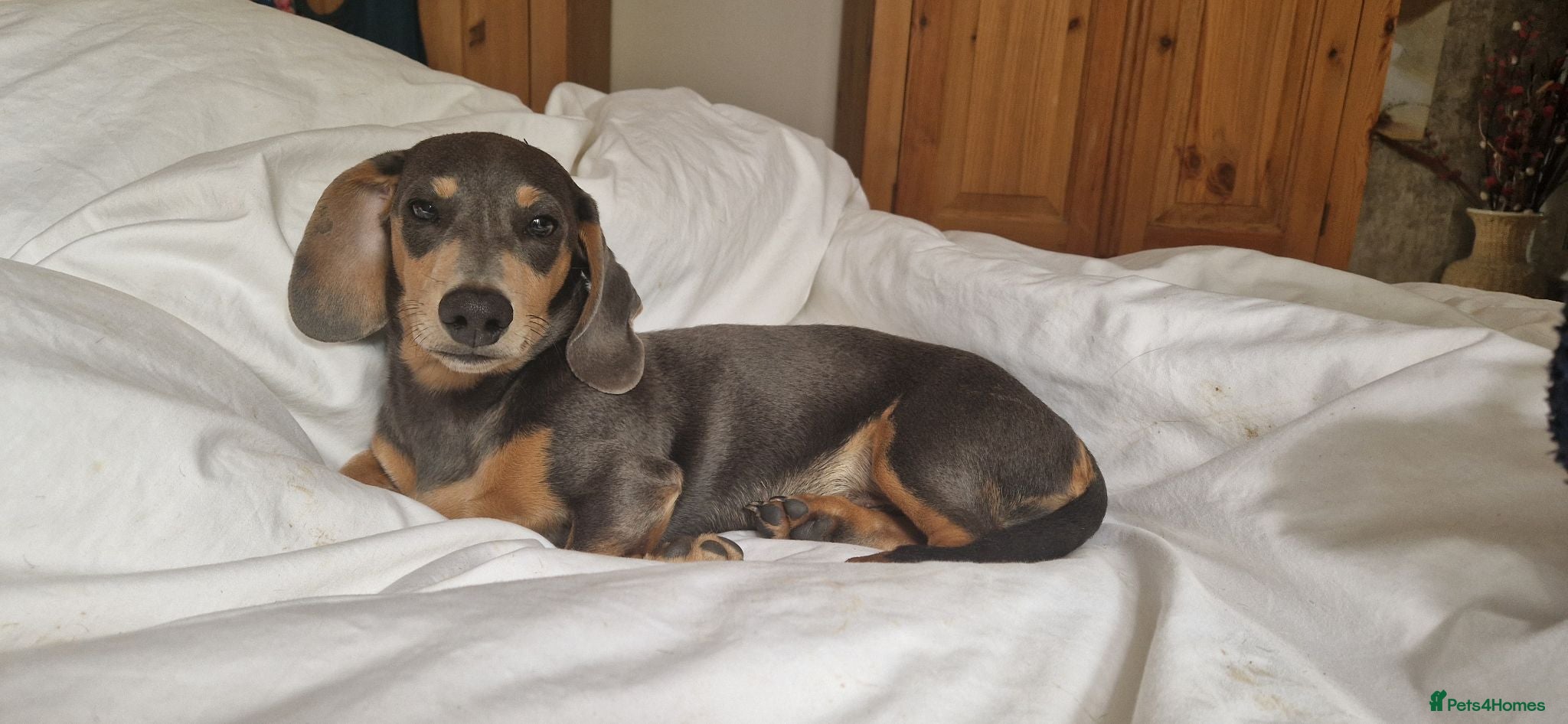 Miniature Dachshund dogs 6 month full male  Blue and Tan - Advert 12