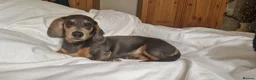 Miniature Dachshund dogs for sale: 6 month full male  Blue and Tan in Horncastle - Advert 1