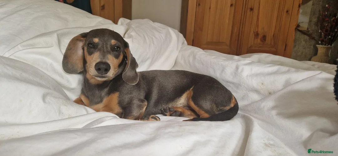 Miniature Dachshund dogs for sale: 6 month full male  Blue and Tan in Horncastle - Advert 1