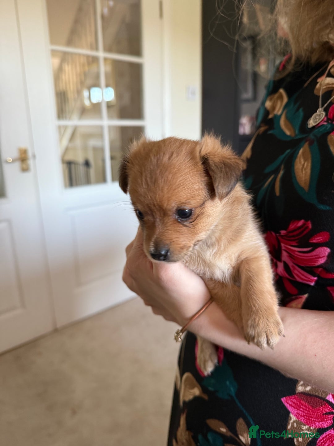 Pomeranian dogs for sale:  Adorable Pomeranian puppies  - Image 8