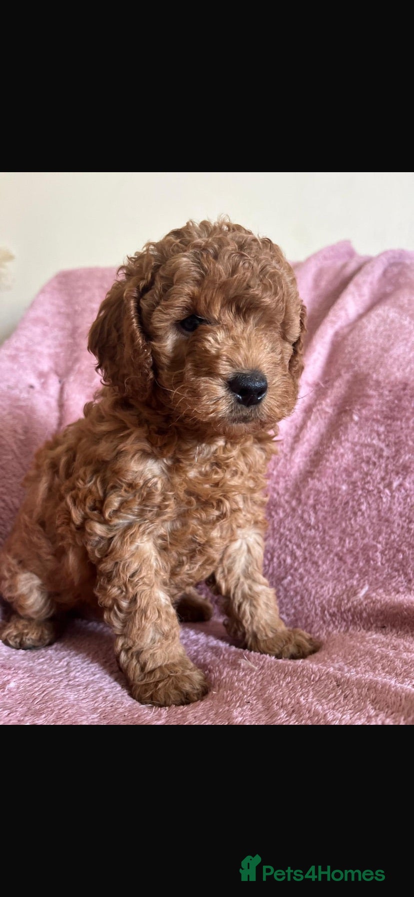 Cockapoo dogs 🐶Beautiful Cockapoo Puppies❤️ - Advert 6
