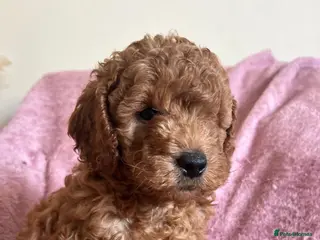 Cockapoo dogs 🐶Beautiful Cockapoo Puppies❤️ - Advert 6