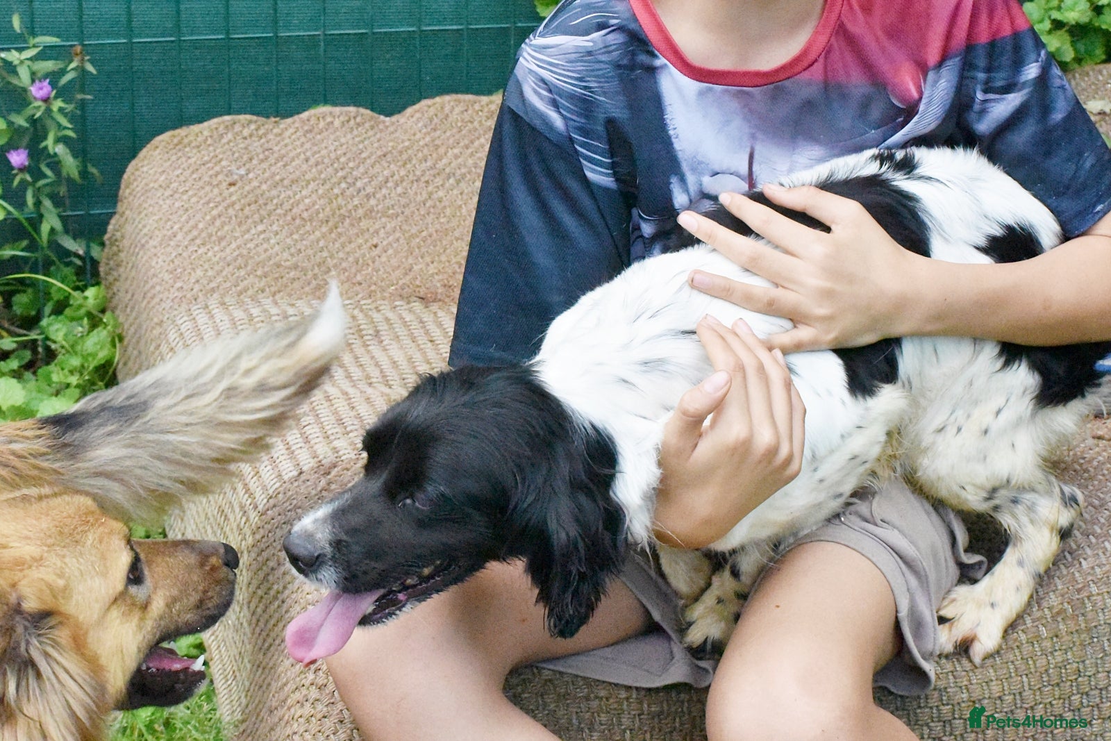 Brittany Spaniel dogs for adoption: Xira  in New Romney - Advert 7