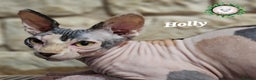 Sphynx cats for sale: Beautiful Canadian Sphynx Champion father line ❤️  - Advert 6