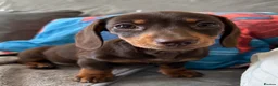 Miniature Dachshund dogs for sale: Ready to go 🤎🐶Beautiful miniature dachshund.  - Advert 4