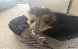 Pomeranian dogs for sale: Pomeranian - Image 2