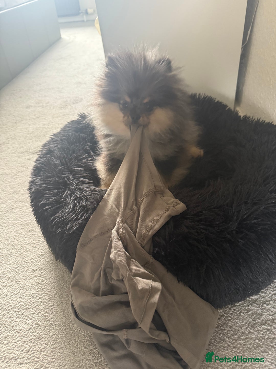 Pomeranian dogs for sale: Pomeranian - Image 2