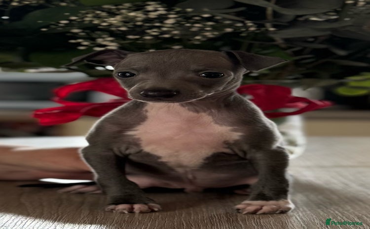 Italian Greyhound dogs - Advert 4