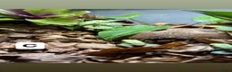Frog reptiles for sale: Posion Dart frogs and whites tree frog  - Advert 5