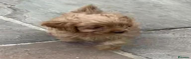 Cavapoo 2