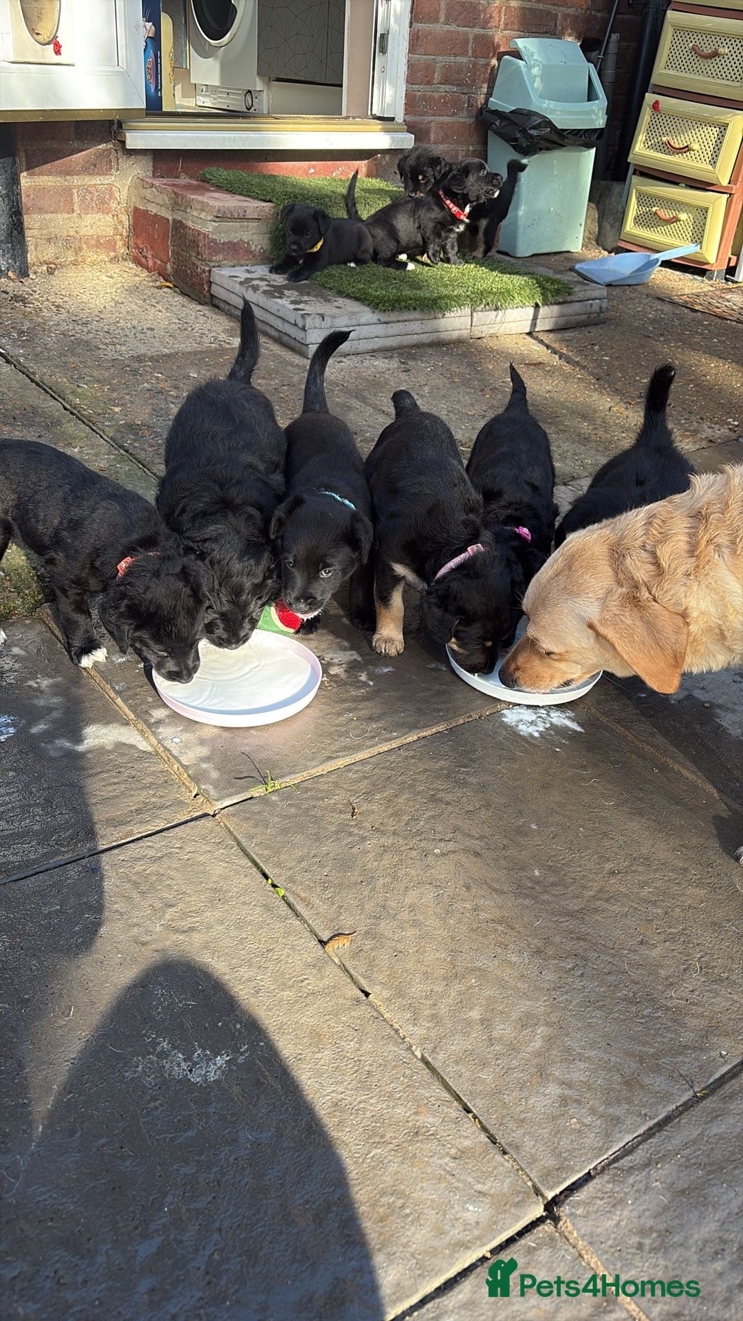 Mixed Breed dogs for sale: READY NOW - Goldador x Labrottie Miniature Puppies - Advert 17