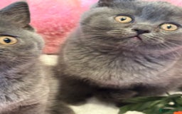 British Shorthair cats for sale: British Shorthair Blue 1 male 1 female - Image 5