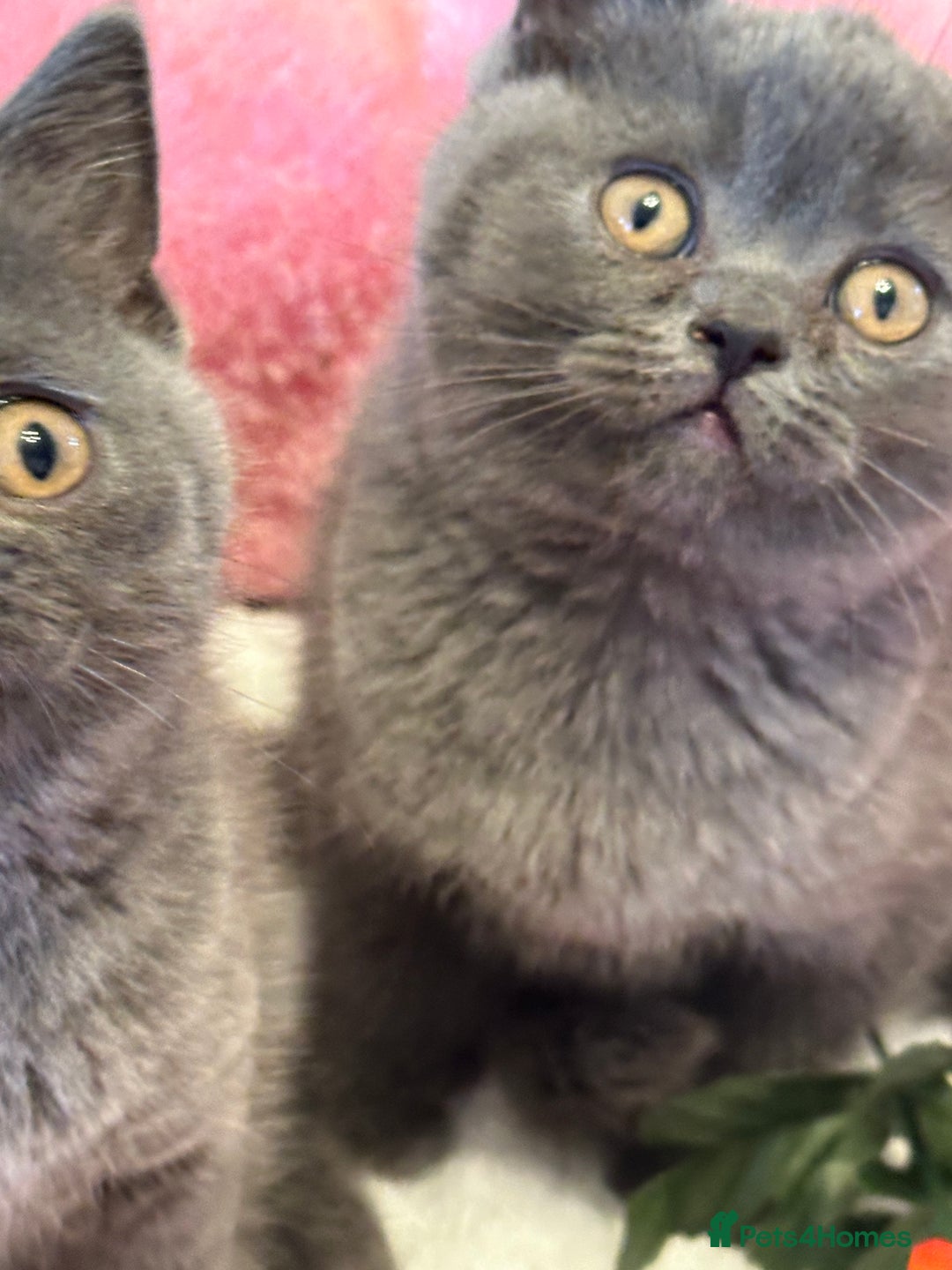British Shorthair cats for sale: British Shorthair Blue 1 male 1 female - Image 5