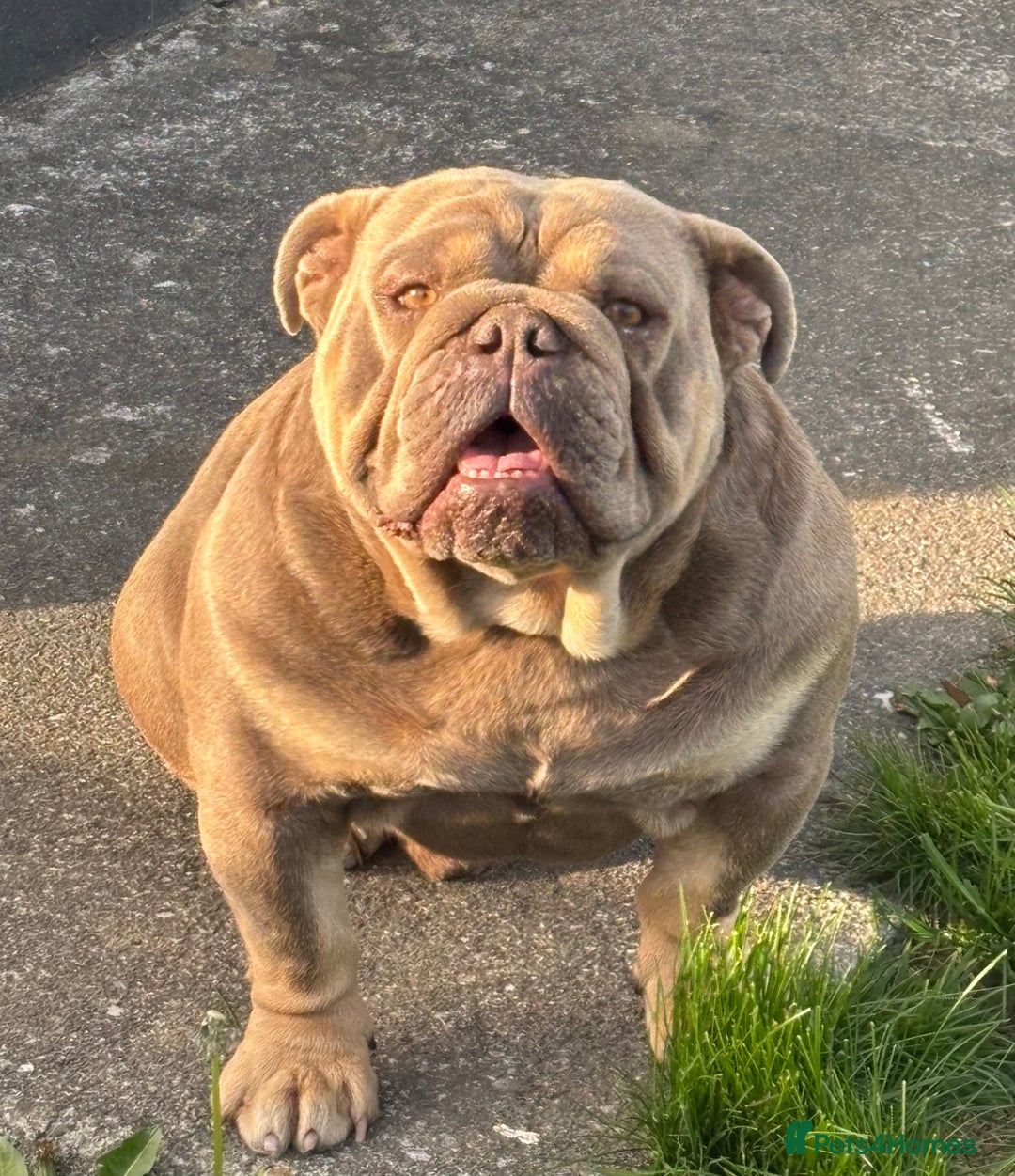 English Bulldog dogs for sale: Top Quality Chunky KC English Bulldogs  in Lampeter - Image 15