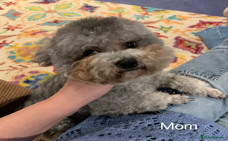 Toy Poodle dogs - Advert 1