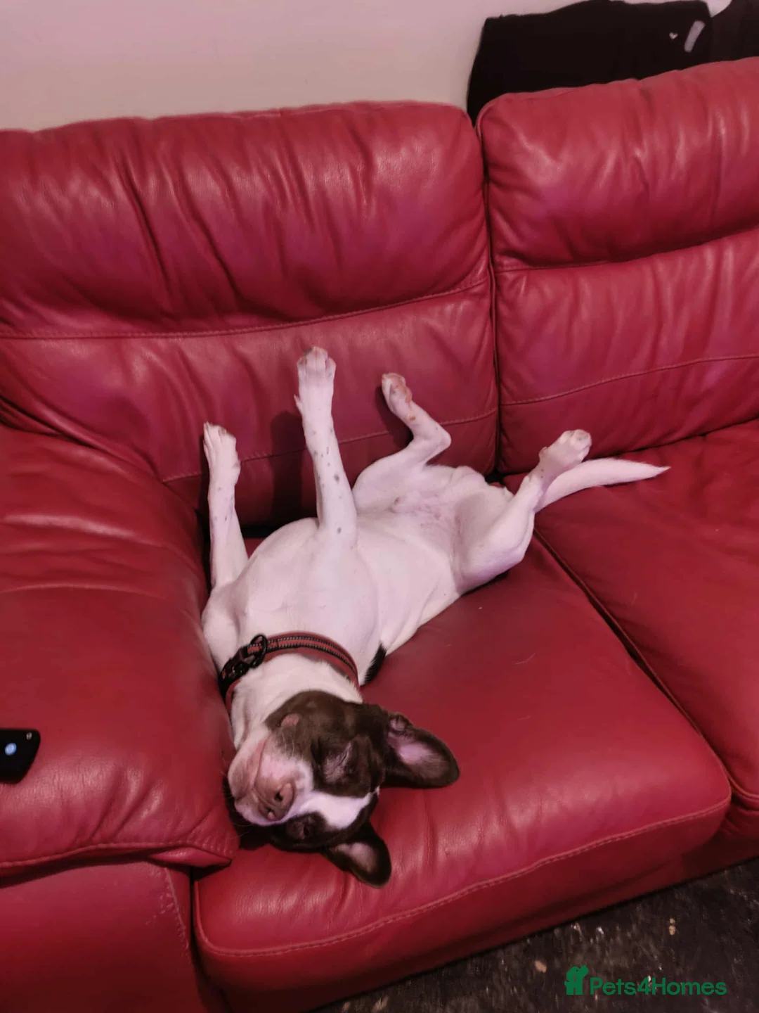 Mixed Breed dogs for sale: Lucky  in Colne - Advert 3