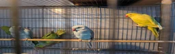 Ringnecks birds for sale: Indian Ringnecks Yellow and Green in Greenford - Advert 2